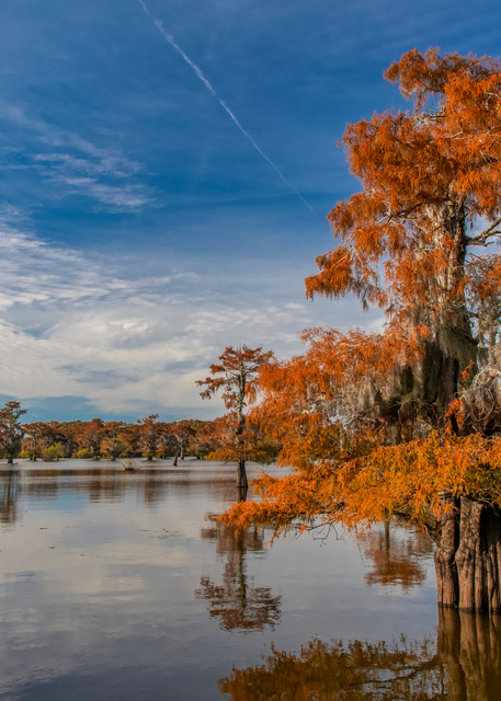 Golden Sentinel - Louisiana swamp photography prints