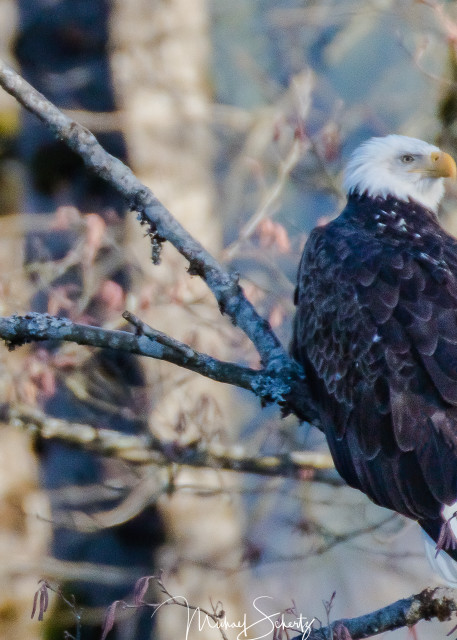 These images were shot during the salmon run along the Nooksack River in Washington State.