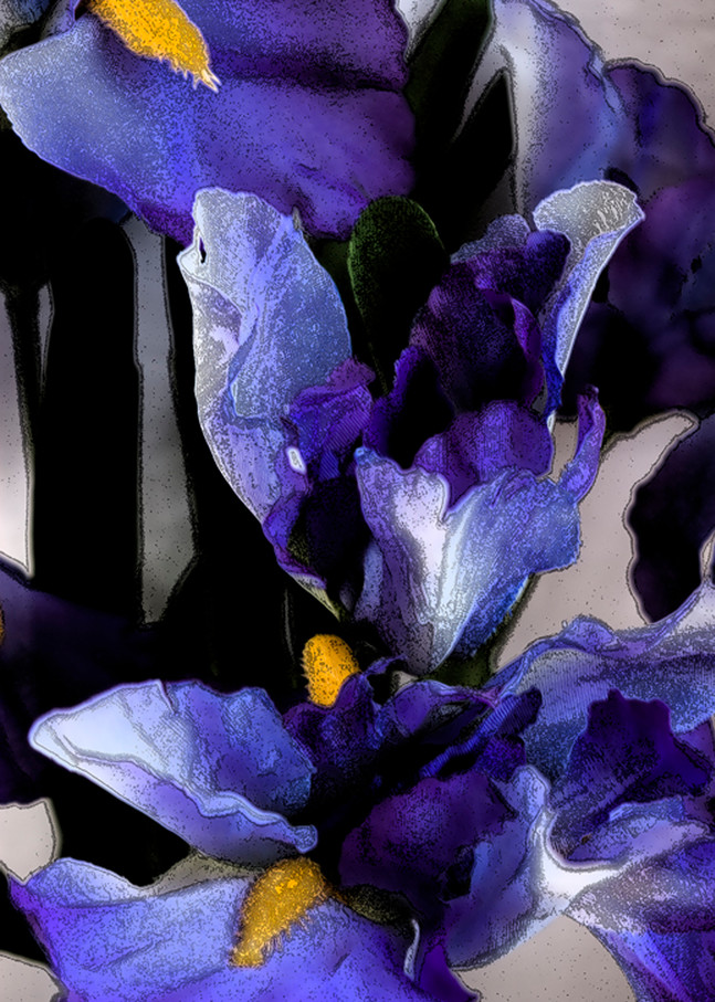 Irises Photography Art | Kathleen Messmer Photography