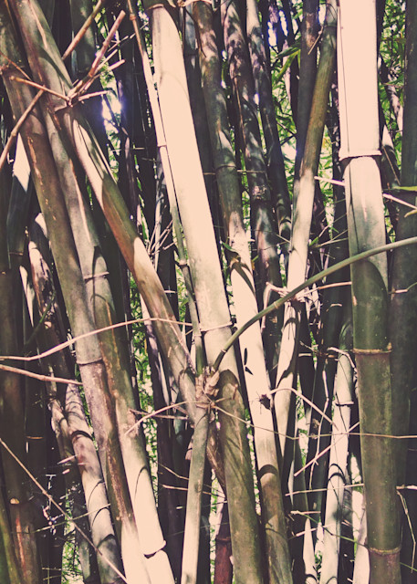 Bamboo Art | jo-graphik