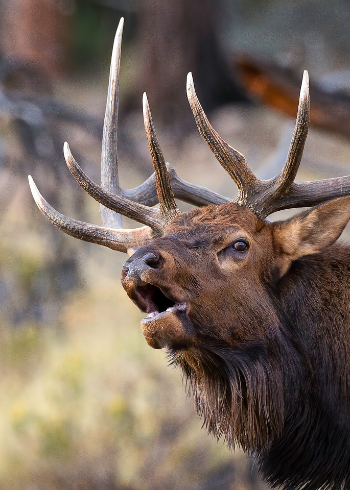 Elk bugle close up