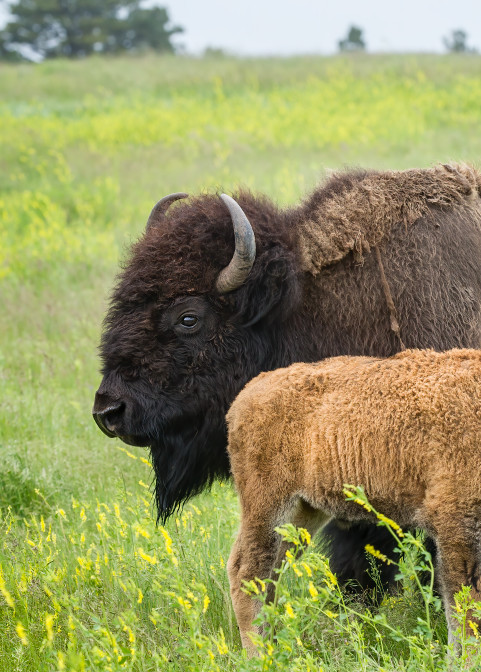 Bison cow with her calf in tall yellow clover