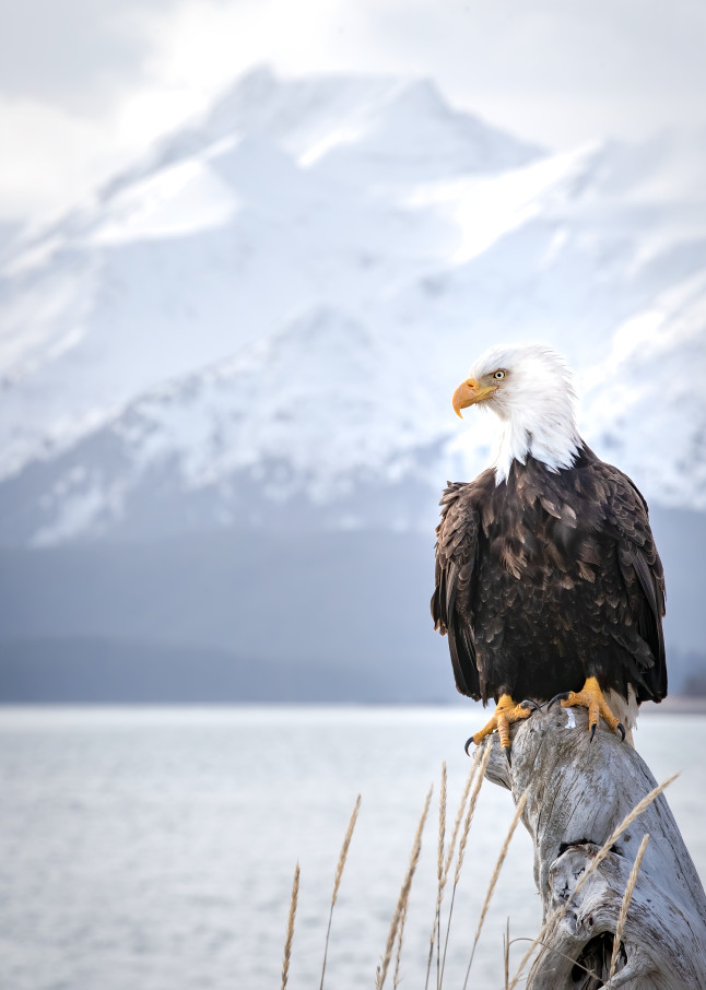 Bald Eagle perched with a gorgeous snowy mountain background