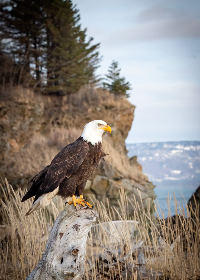 A Bald Eagle perching with a cliff and ocean as a background