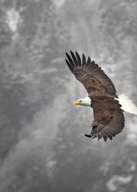 A bald eagle flying in snow against a snow covered cliff behind