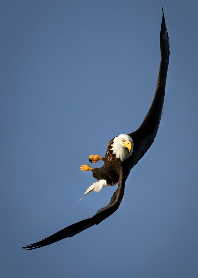 Bald eagle in a 120 degree turn