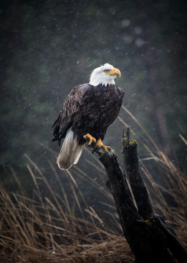Perched bald eagle waiting out a snow storm