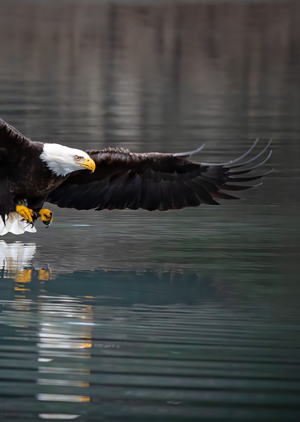 Bald Eagle moving in for a catch