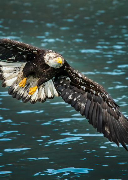 An immature bald eagle flying up after a missed grab