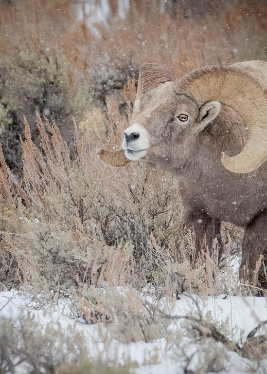 A bighorn ram uses a lip curl to further sense whether these ewes are ready to breed