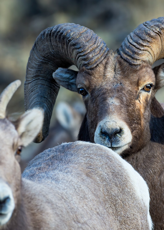 A Rocky Mountain Bighorn ram stares at me over a ewe he is chasing