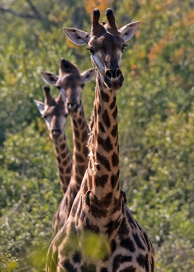 Three Giraffes  Photography Art | Aqua Clara Photography