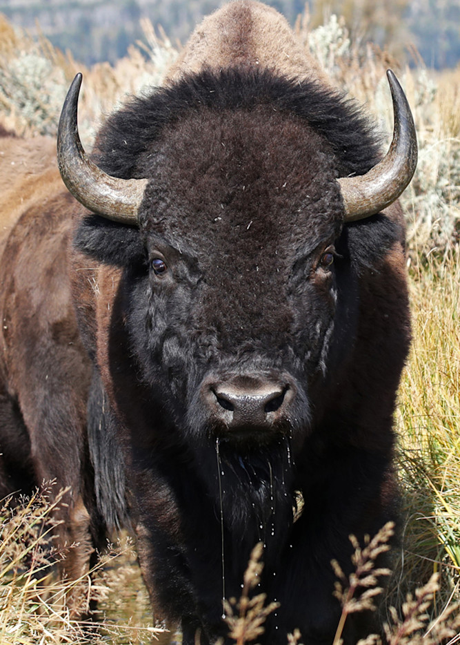 Bison Bull Dripping  Photography Art | Aqua Clara Photography