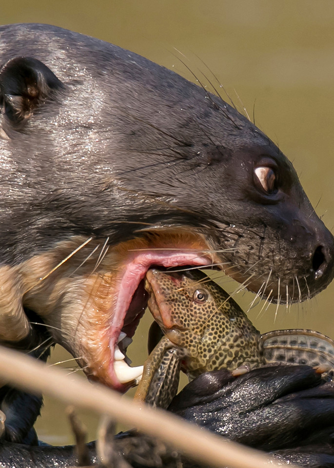 The last moments of a little fish as a giant river otter prepares to dispatch a plecostomus in the Pantanal, Mato Grosso, Brazil.