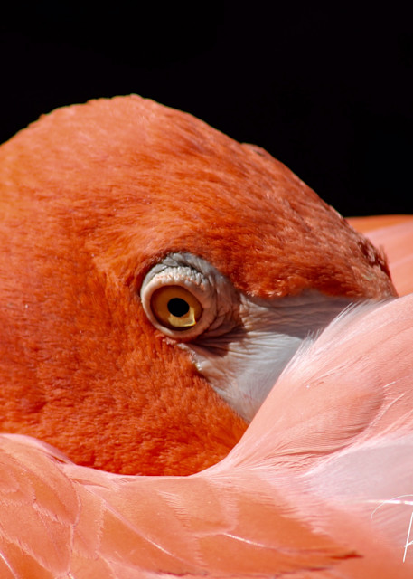 Flamingo Audubon Zoo