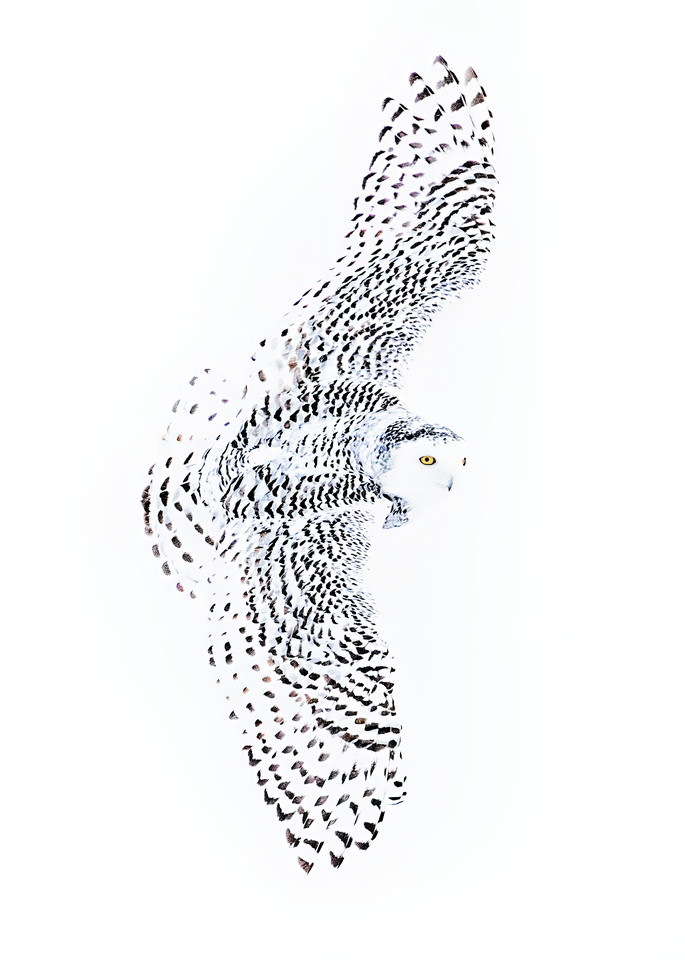 Vertical Snowy Owl on a gray day