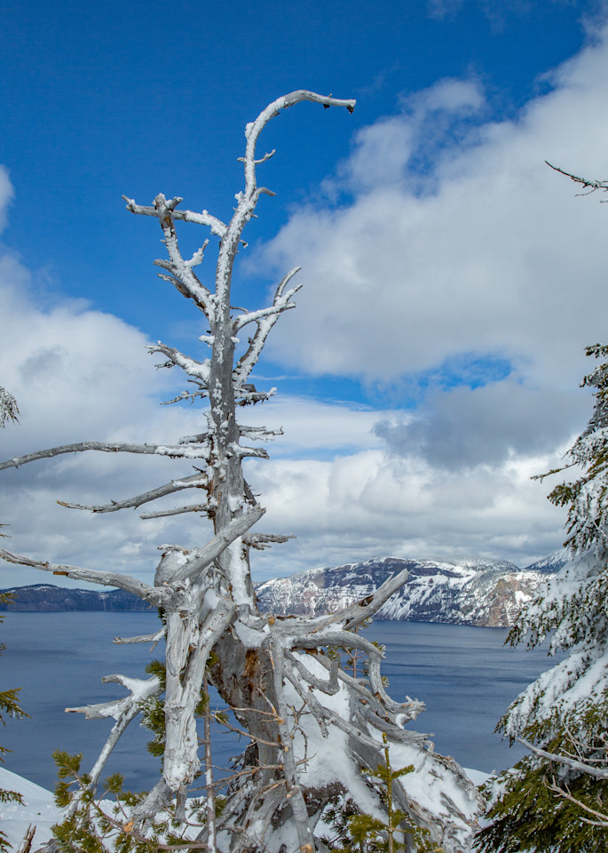 Crater Lake Snag Photography Art | Lovere Photography