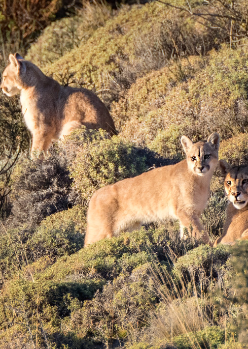 A Mountain Lion and her 2 kittens enjoy the heat from the sunrise