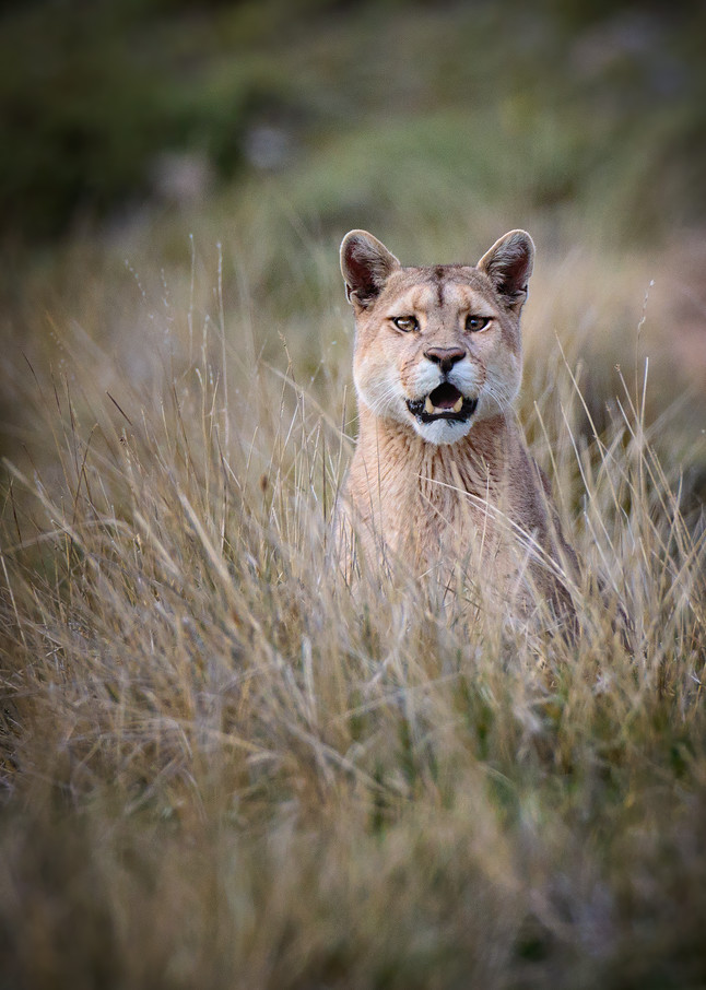 A mountain lion stares at me while seated in the high grass on Southern Chile