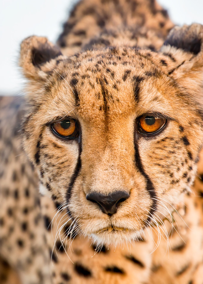 The face of a cheetah