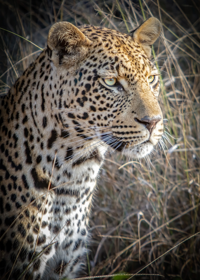 Male leopard portraint; Intensity