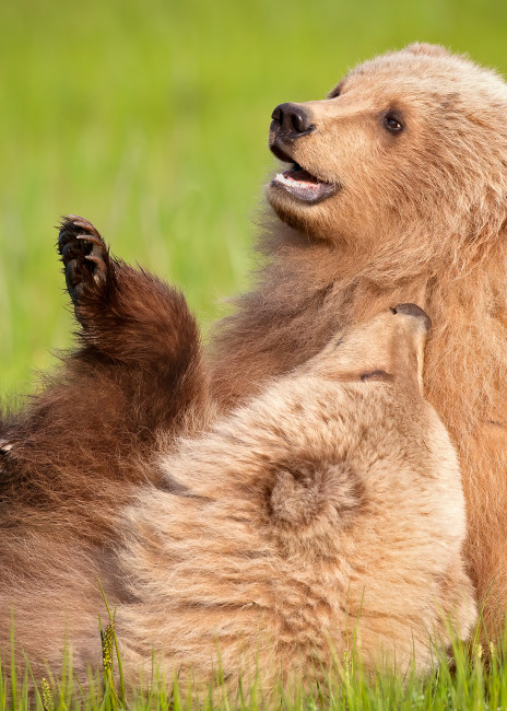Brown Bear Cubs Playing  Art | URSUS NATURE PHOTOGRAPHY