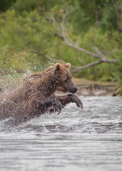 Diving Into Swirling Sockeye On A Small Katmai Creek  Art | URSUS NATURE PHOTOGRAPHY