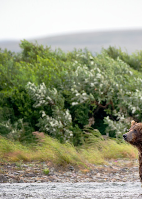 Red brown bear sniffing into wind