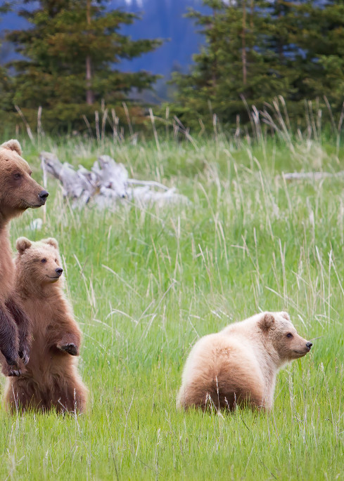 A brown bear family stands up to get a better look