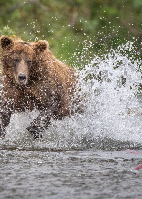 A red Brown Bear chases a Sockeye Salmon