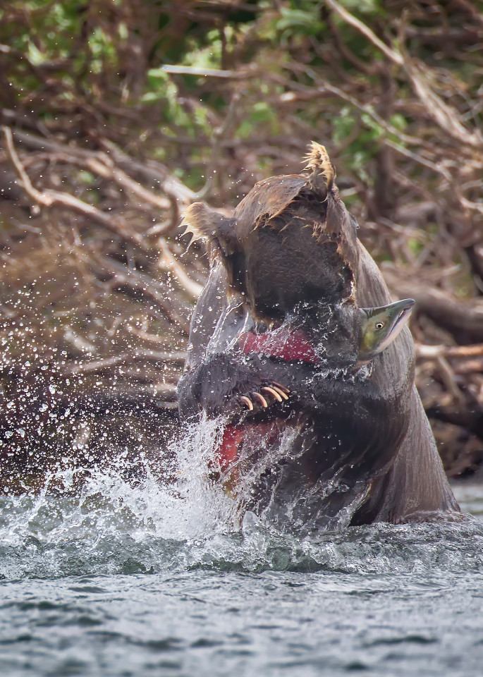 Brown Bear W Salmon In Clutch  Art | URSUS NATURE PHOTOGRAPHY