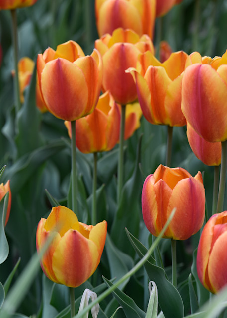 Tulips 3 Denver Botanic Gardens 2019 Photography Art | Steve Rotholz Photography