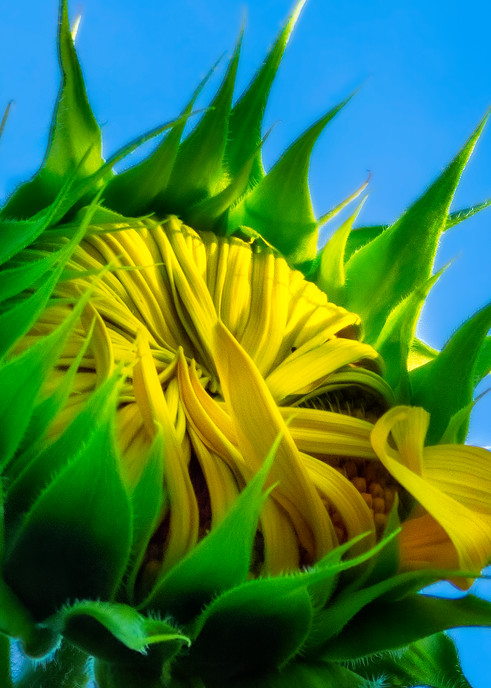 Sunflower Series03 Art | Mark Steele Photography Inc