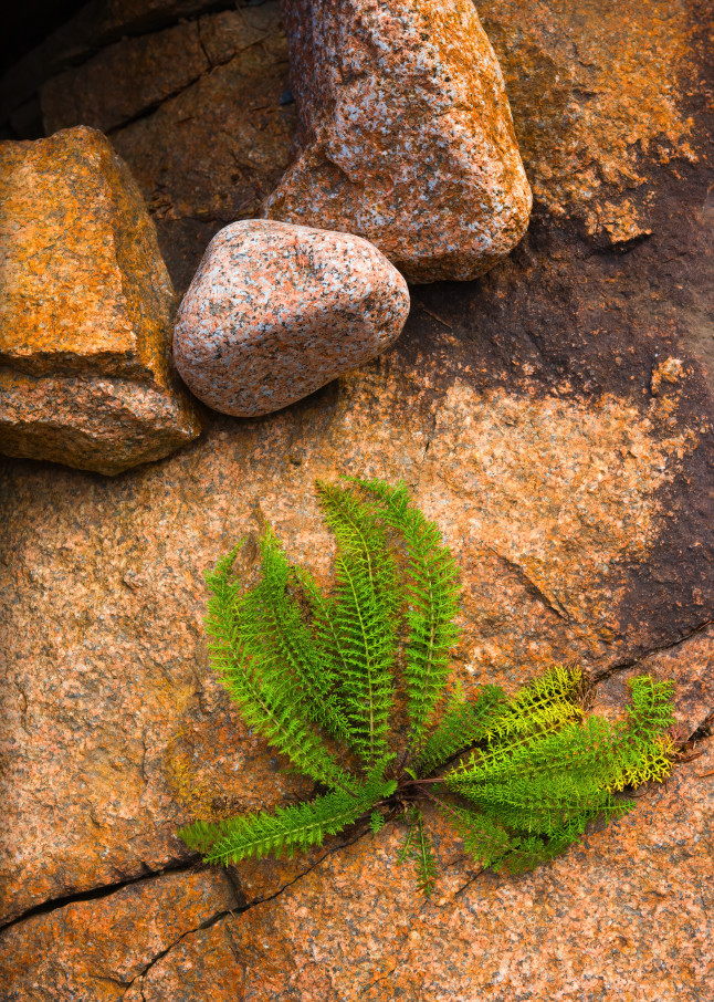 fern in rock, green and gold