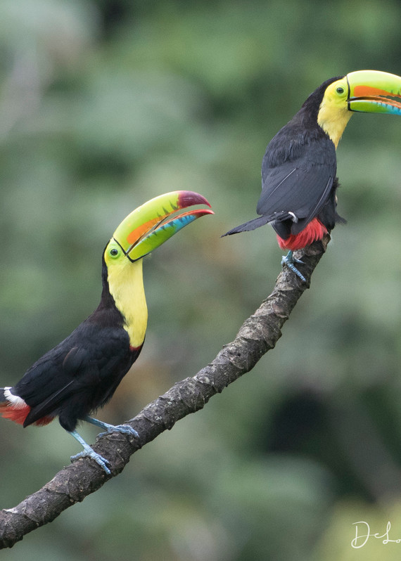 Friends Forever, PhotoDiscoveries, Toucan