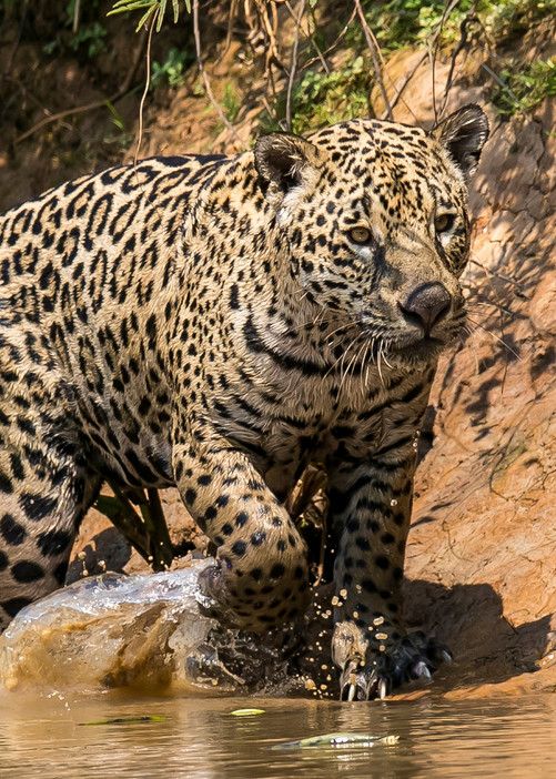 A jaguar pounces toward potential prey on a riverbank in the Pantanal, Mato Grosso, Brazil.
