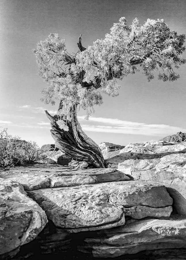 Tree Spirits 5 Photography Art | TheSpiritographer