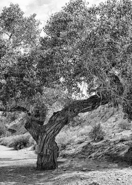 Tree Spirits 6 Photography Art | TheSpiritographer