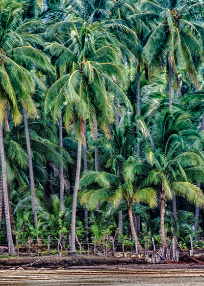 Wall of Palm