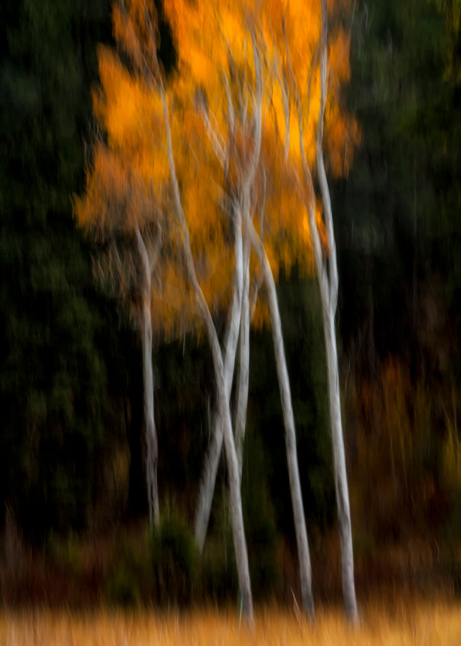 Tree Spirits 6 2 Photography Art | TheSpiritographer