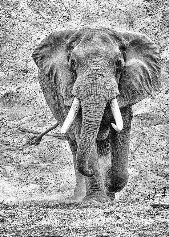 Charrrrrrge, Bull Elephant, big, charge, Africa animals