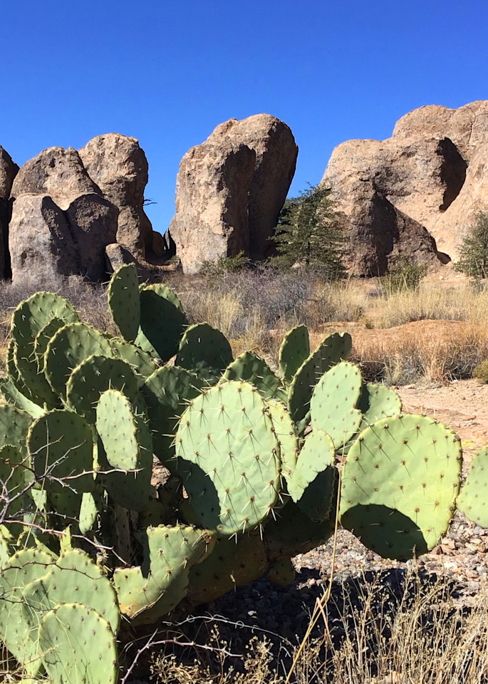 City of Rocks Cactus photograph by Paula Manning-Lewis