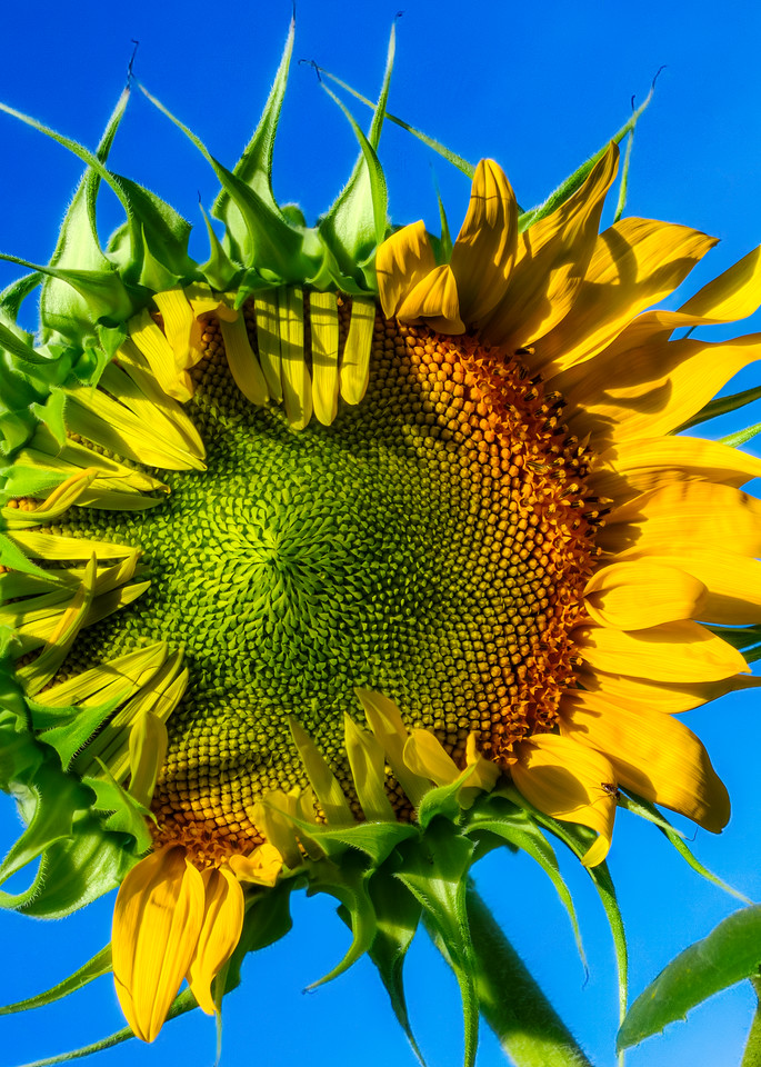 Sunflower Series 01 Art | Mark Steele Photography Inc