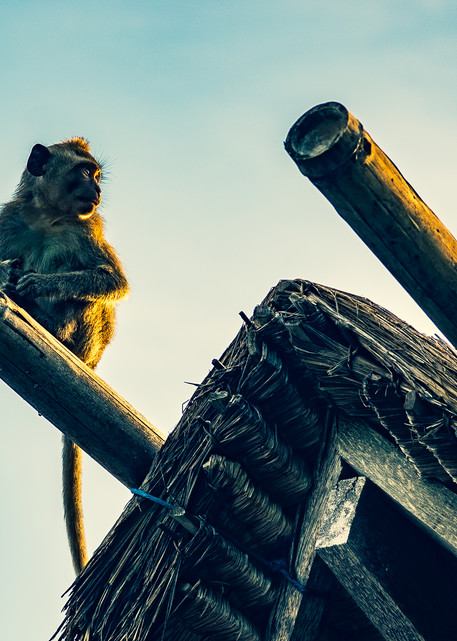Monkey #2, Bali Photography Art | Photography's Dead