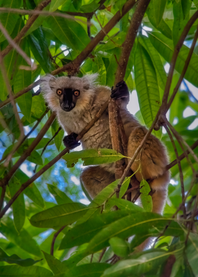 Female black lemur, Lokobe National Park, Madagascar