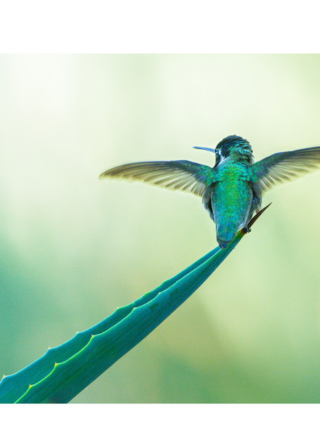 Costa's hummingbird portrait.  Photograph for your home.
