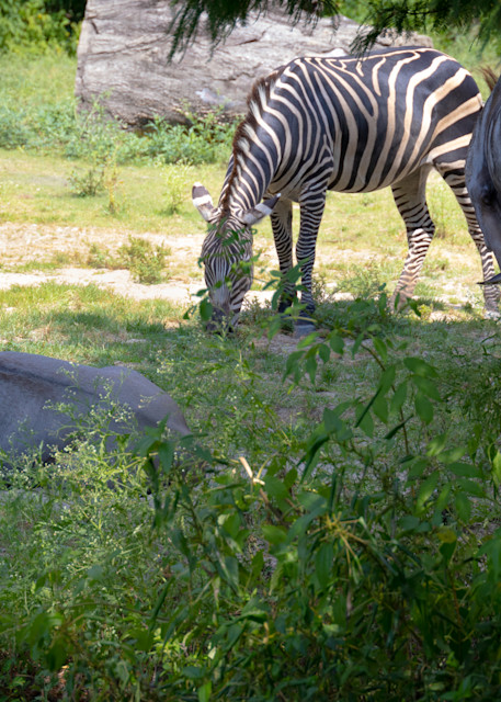Audubon Zoo in New Orleans Zebra and Wildebeest | Eugene L Brill