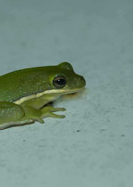 Fontainebleau State Park Green Tree Frog | Eugene L Brill
