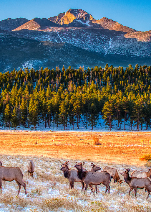 Elk In Front Of Long's Peak Photography Art | Peter Batty Photography