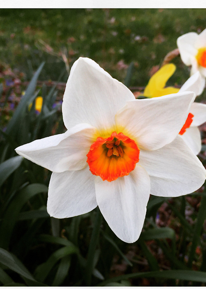 Spring Narcissus Instagram 2 Print 
